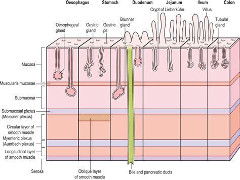 The alimentary system - Clinical Tree