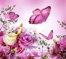 sfondi desktop fiori e farfalle flowers and butterflies flowers nature background sfondi desktop fiori e farfalle flowers and butterflies flowers nature background