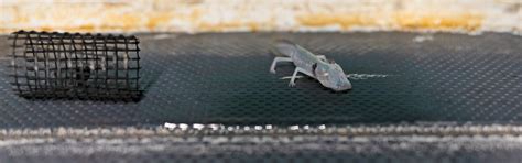 Texas blind salamander. | FWS.gov