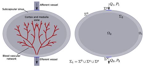 Mathematical Modeling of Lymph Node Drainage Function by Neural Network