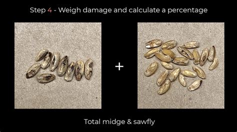 Image result for Wheat Grading Chart