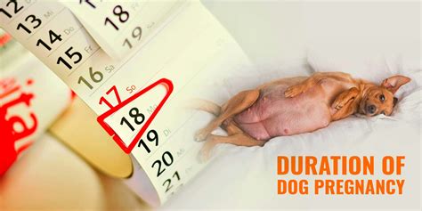 What is the Duration of Dog Pregnancy? — Breeding Business