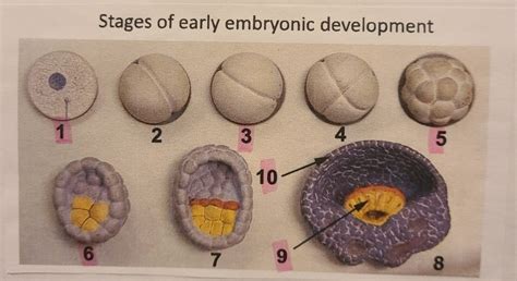Image result for Pre-Embryonic Development