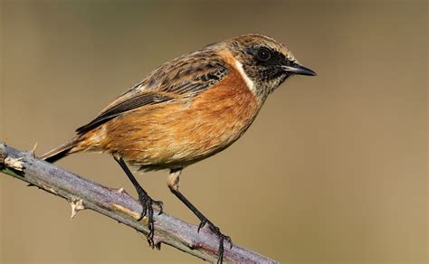 Snow Goose Numbers 的图像结果