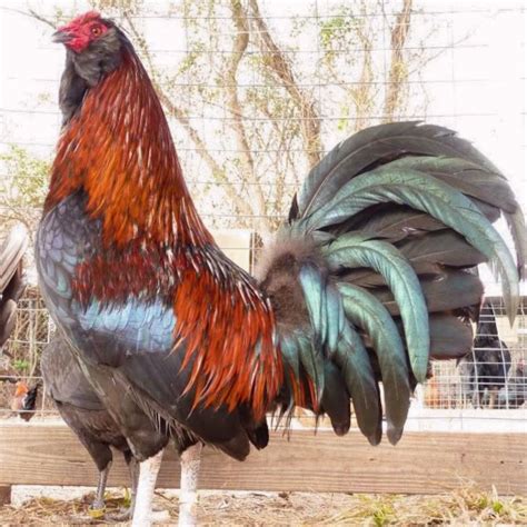 White Rock Chicken Breed Info + Where to Buy - Chicken & Chicks Info