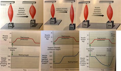 Image result for Isotonic Muscle Contraction