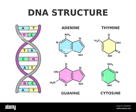 DNA chemical structure. Nucleobase pairs produced by eight nucleotides ...