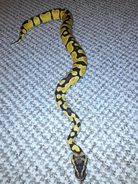 Image result for Ball Python 1 Minute