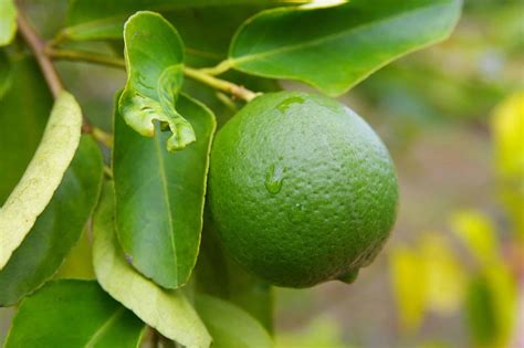 If Limes Don't Have Seeds How Do They Grow at Lynn Walker blog