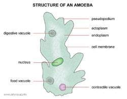 Nutrition in Amoeba - Class 10 PDF Download