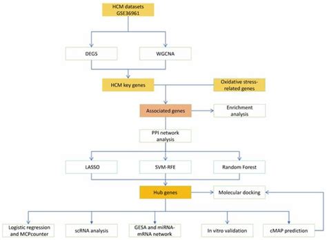 The Key Role and Mechanism of Oxidative Stress in Hypertrophic ...