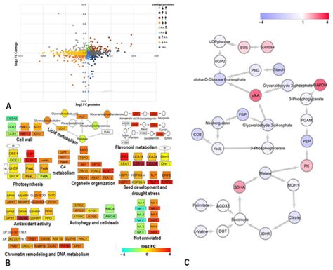 Proteomics Evidence of a Systemic Response to Desiccation in the ...