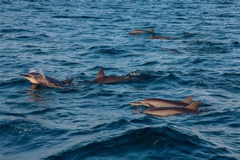 2026 Maldives Dolphin Discovery Cruise by Speedboat (with Reviews)