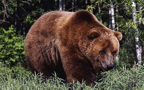 女子救下一只受伤的小棕熊，收养16年后，却没有一点“熊样”_棕熊_受伤_女子