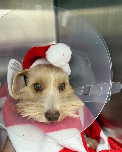 Hamlin Animal Hospital (@hamlinanimalhospital) • Instagram photos and ...