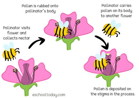 Pollination Importance 的图像结果