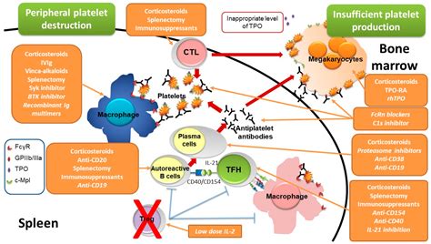 Emerging Therapies in Immune Thrombocytopenia