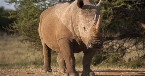 A tranquiliser shortage is holding back rescue and rehabilitation of ...