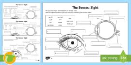 Label Parts of the Eye Worksheet | Sense of Sight