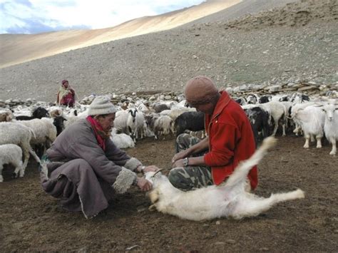 India-China Himalayan Standoff Deadly For Cashmere Herds