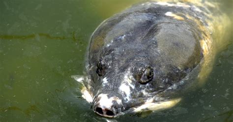 Rezultat imagine pentru Turtle without Shell