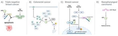 The Role of A20 in Cancer: Friend or Foe?