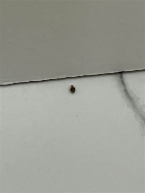Tiny bug in bathroom : r/whatsthisbug