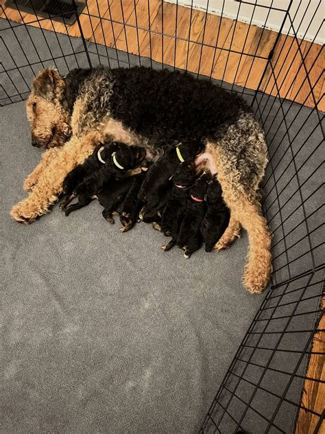 Airedale Terrier Puppies For Sale
