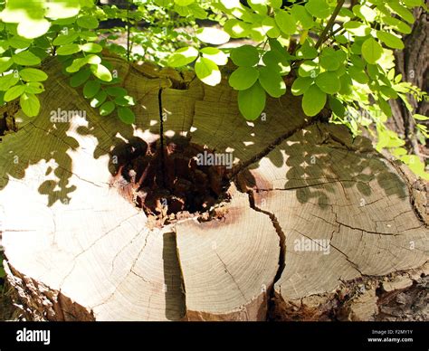 Image result for Rotted Tree