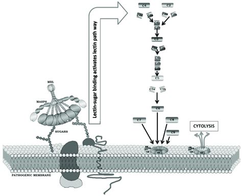 Image result for Lectin Pathway Animation