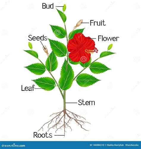 Image result for Hibiscus Plant Root System