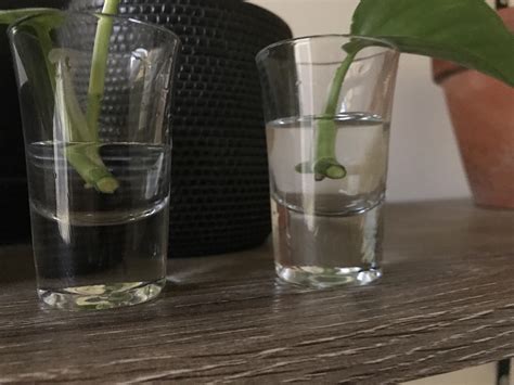 Attempting to propagate my golden pothos, the aerial root buds on the ...