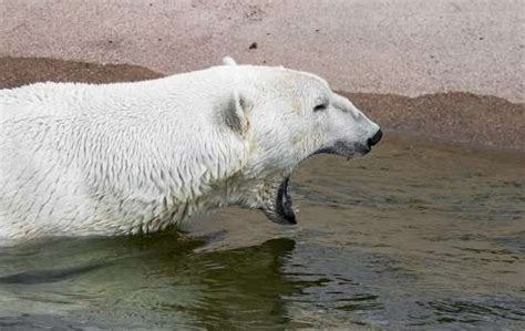 Polar Bear Ranua Zoo 的图像结果
