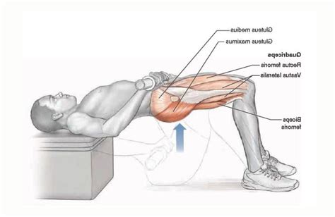 Image result for Hip Thrust Muscles