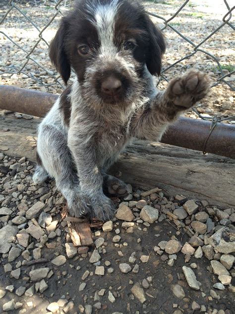 Adorable Wirehaired Pointing Griffon Puppy