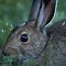 Image result for Best Meat Rabbits to Raise