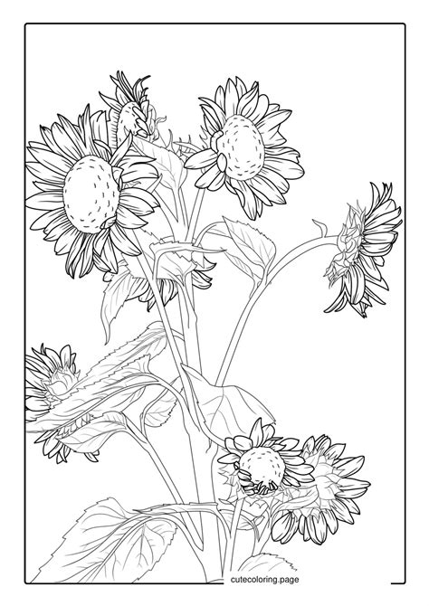 Sunflower Coloring Pages(52+ free printable coloring pages) | Cute ...