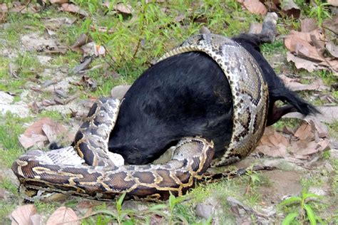 Image result for Feeding Python Live Goat