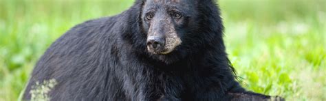 Download wallpaper look, face, black, bear, sitting, baribal, section ...