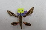 Ramana Athreya @ IISER-Pune : Moths:Sphingidae