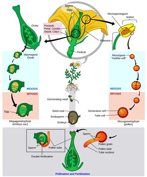 This diagram shows the lifecycle of an angiosperm. Anthers and ovaries are structures that ...
