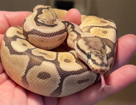 Image result for Minecraft Ball Python