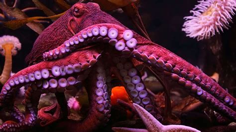 How Do Octopuses Reproduce