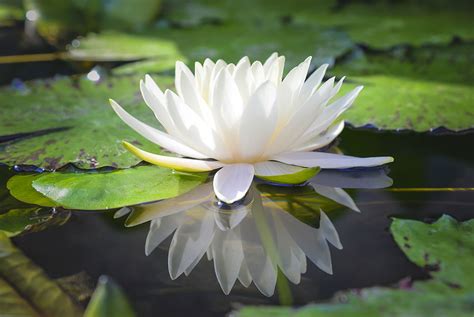 White Lotus Plant - freeshipping with in India - PadmamNursery – Padmam ...