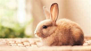 Image result for bunny rabbits wallpapers 4k