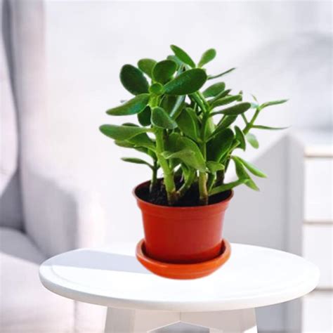 Buy Nainileaf Crassula Ovata ‘Money Tree’ (Feng Shui ) Jade (Good Luck ...