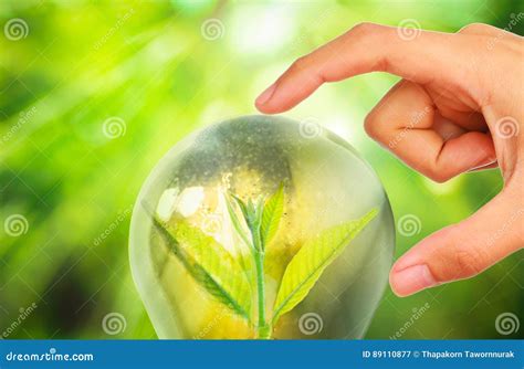 Light Bulb with Small Plant Growing Inside Stock Image - Image of bulb ...