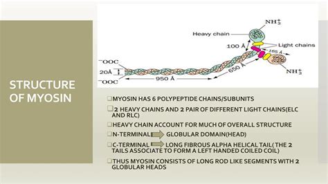 MYOSIN STRUCTURE, FUNCTION AND MODE OF ACTION IN HUMANS | PPTX
