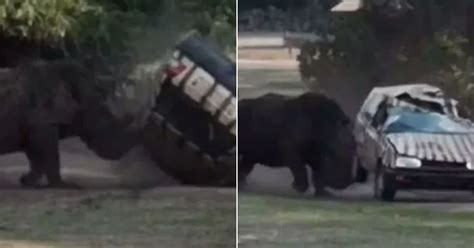 Watch: Kusini, The Rhino, Attacks A Car & Flips It Over Three Times In ...
