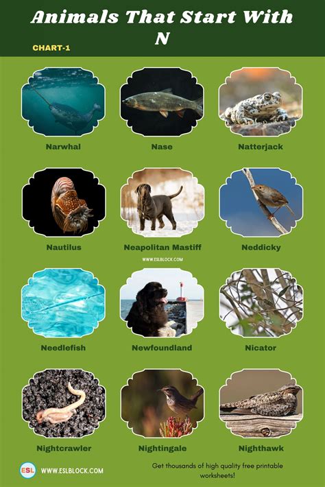 Animals that start with n – Artofit